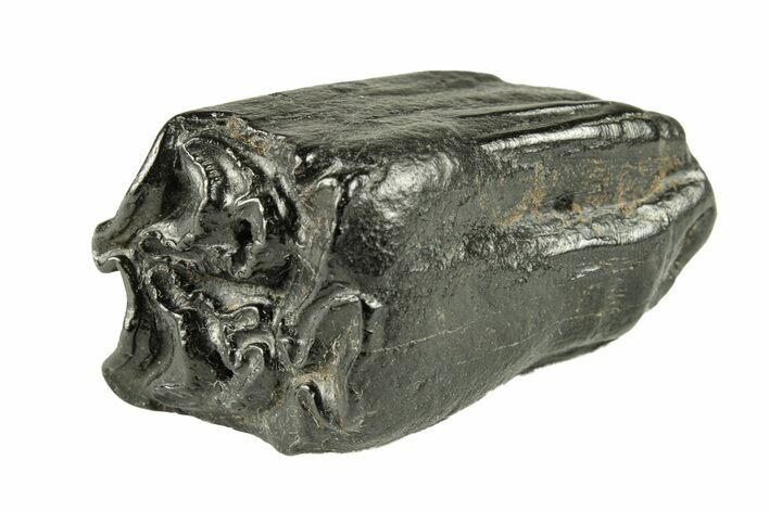 Pleistocene Aged Fossil Horse Tooth - South Carolina #251121